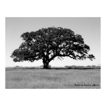 Oak Tree posters
