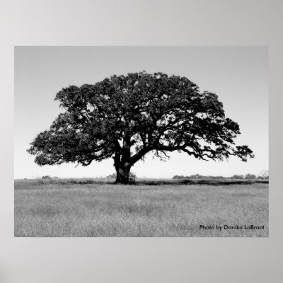 black and white oak tree pictures. Oak Tree Posters by DesigningD