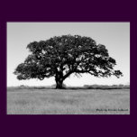 Oak Tree
