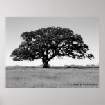 Oak Tree Posters