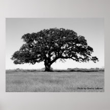 Oak Tree Posters