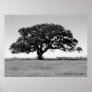 Oak Tree Posters