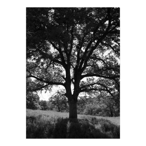 Oak Tree, Spring Meadow, Black and White Poster | Zazzle