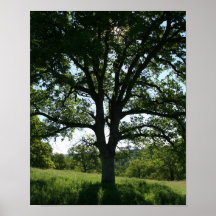 Oak Tree, Spring Meadow, Portrait Posters