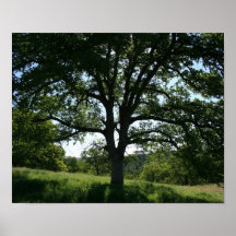 Oak Tree, Spring Meadow Print