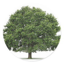 Oak Tree stickers by bocagenaturel Oak Tree stickers