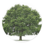 Oak Tree stickers