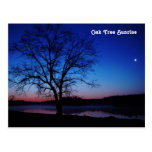 Oak tree Sunrise Postcard