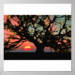 Oak Tree Sunset Poster