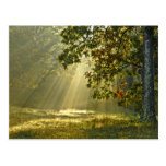 Oak Tree with Morning Sunbeams Post Card