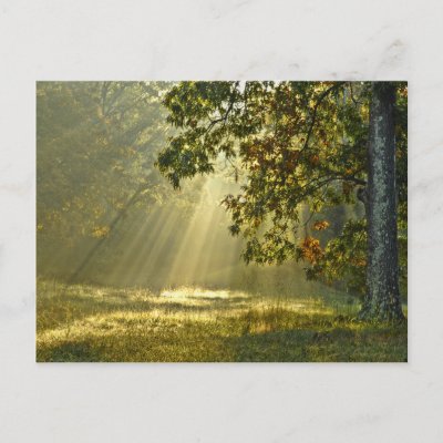 Oak Tree with Morning Sunbeams Post Card