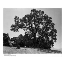 Oak Trees at Hopland Station, May 1966 posters by ucrcmp Oak Trees at Hopland Station, May 1966 posters