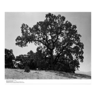Oak Trees at Hopland Station, May 1966 print