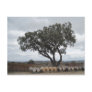 Oak with Wine Barrels, Doce Robles Postcards