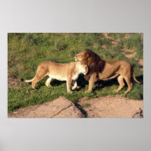 oakland lions posters