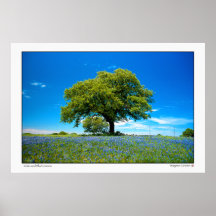 Oaks and Bluebonnets - Texas Print