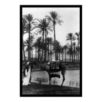 Oasis View Pyramid 1902 posters