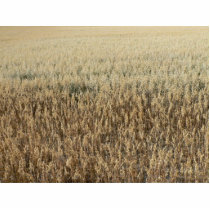 Oats Big Field photo sculptures