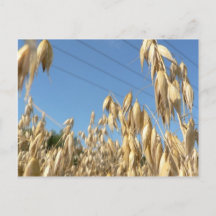 oats plant