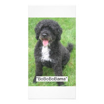 Obama Pet photo cards by SpeakYourMind Obama Pet photo cards