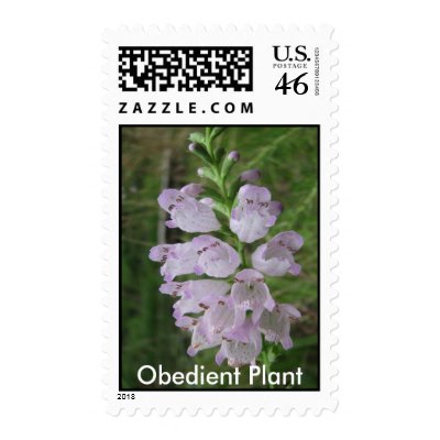 Obedient Plant Postage by naturegirl7