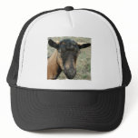 Oberhasli brown goat head shot in color hats