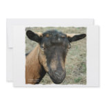 Oberhasli brown goat head shot in color announcements