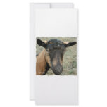 Oberhasli brown goat head shot in color custom rack cards