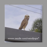 Observant Owl magnets