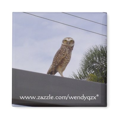 Observant Owl Magnets by wendyqzx