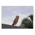 Observant Owl v2 cards