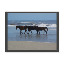 OBX postcards