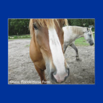 Ocala Florida Horse Farm Horses Postcard Florida by ScenicEarthStudios Ocala Florida Horse Farm Horses Postcard Florida