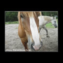 Ocala Florida Horse Farm Horses Postcard Florida