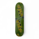 Occilated nudibranch feeding on sea grass skateboard decks