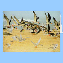 OCEAN BIRDS cards