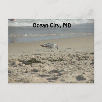 Ocean City, MD Postcard