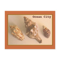 Ocean City Shells Postcard