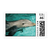 ocean dolphin postage by wedraw ocean dolphin postage