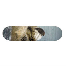Ocean Seals Skate Decks