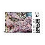 Ocean Starfish Postage Stamps