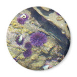 Ocean Tidepools Sea Urchins magnets