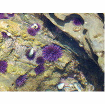 Ocean Tidepools Sea Urchins photo sculptures by lifesphere Ocean Tidepools Sea Urchins photo sculptures