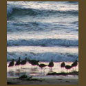 Ocean Water Beaches Birds Waves Sand Sunset t-shirts by lifesphere Ocean Water Beaches Birds Waves Sand Sunset t-shirts