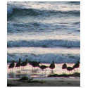 Ocean Water Beaches Birds Waves Sand Sunset t-shirts