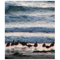 Ocean Water Beaches Birds Waves Sand Sunset t-shirts by lifesphere Ocean Water Beaches Birds Waves Sand Sunset t-shirts