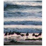 Ocean Water Beaches Birds Waves Sand Sunset T-shirts