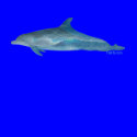 Ocean Waves in Dolphin by FishTs.com