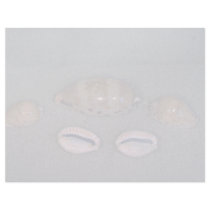 Ocellate and thick-edged cowries Shell Custom Letterhead