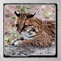 Ocelot 01 11x11 posters